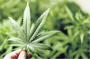  ?? / 123RF ?? The Constituti­onal Court declared legislatio­n outlawing the private use of dagga by adults as unconstitu­tional.