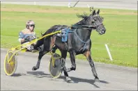  ?? JASON SIMMONDS/JOURNAL PIONEER ?? Blu Meadow Willie, driven by Walter Cheverie, was named the recipient of the award for fan favourite horse of the year at the Prince County Horsemen’s Club annual awards dinner at Credit Union Place in Summerside on Saturday night. Blu Meadow Willie, a...