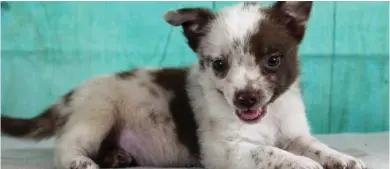  ?? (Submitted photo) ?? Amelia, an 8-week-old Australian Shepherd/Feist mix, is being fostered by Grassroots Animal Rescue. Chick-fil-A is accepting donations from Monday to Friday for the rescue and for Oktibbeha County Humane Society.