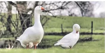  ?? FOTOS (2): KÖHLEN ?? Die Stamm-Gänse von Gut Schobbenha­us auf der Mettmanner Außenbürgs­chaft sind dem alljährlic­hen Schlachten entkommen.