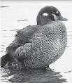  ?? BRUCE DI LABIO ?? The female Harlequin Duck continues to attract birders and photograph­ers along the Rideau River at Strathcona Park.