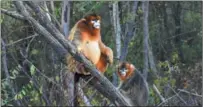  ?? ?? Two golden snub-nosed monkeys sit on a tree in a nature reserve in Jiuzhaigou.