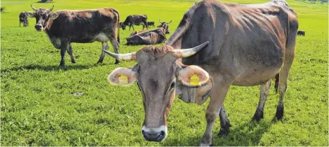  ?? FOTO: DAVID SPECHT ?? Die am weitesten verbreitet­e Kuhrasse im Westallgäu ist das Braunvieh: Fast 10 000 Kühe erfasst die Milchleist­ungsprüfun­g im Kreis.