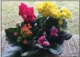  ?? (Special to the Democrat-Gazette) ?? This basket contains (from left back) cyclamen, yellow tuberose begonia, pink African violets and orange kalanchoe.