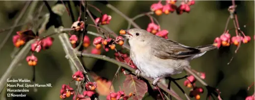  ??  ?? Garden Warbler, Moors Pool, Upton Warren NR, Worcesters­hire 12 November