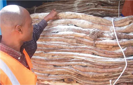  ??  ?? Raw hides are processed into finished leather products to generate more income and jobs