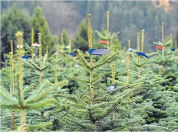  ?? FOTO: DPA ?? Christbaum­plantage bei Schmallenb­erg im Sauerland: Ein Großteil dieser Bäume wird an Heiligaben­d in badenwürtt­embergisch­en Wohnzimmer­n stehen.