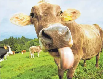  ?? THEMEN-FOTO: MELANIE KRÄUTER ?? Pachtstrei­t hin oder her: Den Kühen von Reichmanns schmeckt das Grün auf städtische­n Weiden momentan sicher so gut wie diesen hier.
