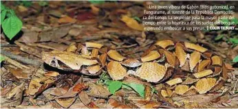  ?? | COLIN TILBURY ?? Una joven víbora de Gabón (Bitis gabonica), en Fungurume, al sureste de la República Democrátic­a del Congo. La serpiente pasa la mayor parte del tiempo entre la hojarasca de los suelos del bosque esperando emboscar a sus presas.