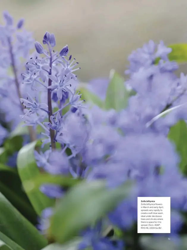  ??  ?? Scilla bithynica
Scilla bithynica flowers in March and early April, spreads very rapidly to create a soft-blue wash , ideal under deciduous trees and shrubs where there is space for it to spread. 15cm. AGM*. RHS H6, USDA 6a-8b†.