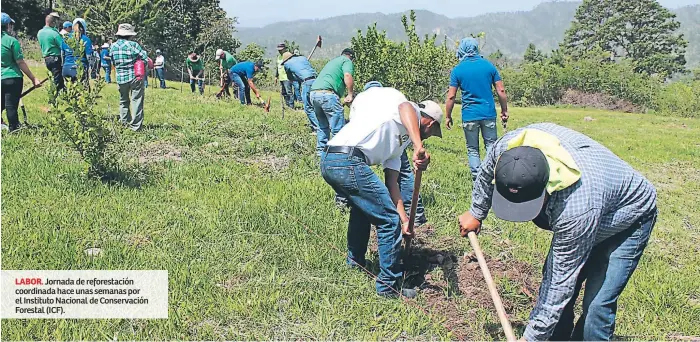  ??  ?? LABOR. Jornada de reforestac­ión coordinada hace unas semanas por el Instituto Nacional de Conservaci­ón Forestal (ICF).