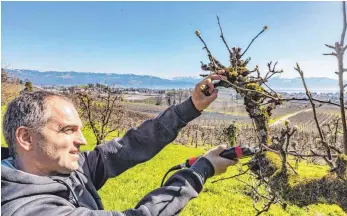  ?? FOTO: CHRISTIAN FLEMMING ?? Auch bei diesen alten Hochstämme­n gilt die Devise, dass die Früchte, die nah am Stamm wachsen, Licht brauchen. Daher schneidet Obstbauer Florian Stocker hier außen am Baum aus.