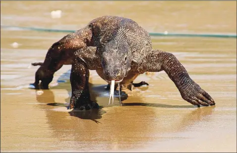  ?? (Courtesy Photo/ap/bryan Fry) ?? A Komodo dragon is seen at Komodo National Park in Indonesia in this undated photo provided by researcher Bryan Fry.