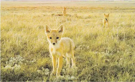  ??  ?? A family of swift foxes, a species previously extinct in Canada, has been spotted in Nature Conservanc­y of Canada grasslands south of Medicine Hat.