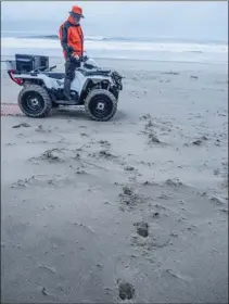  ??  ?? Pour remiser une compagnie de sangliers, le « patron » inspecte les traces sur la plage bordant la forêt.