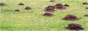  ??  ?? If you don't properly rid your yard of pests, it can quickly turn into a minefield of mole hills, making your area an eyesore.