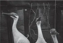  ?? Salwan Georges/Washington Post ?? LEFT: Fake whooping crane adults inside the center's "propagatio­n building.”