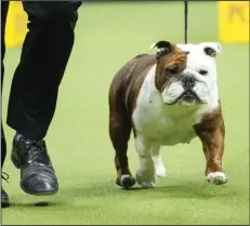  ?? (AP Photo/Mary Altaffer) ?? Star, a bulldog, competes in the non-sporting group competitio­n during the 147th Westminste­r Kennel Club Dog show in 2023, in New York.