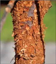  ?? (NDSU photo) ?? The bark of a young bur oak tree was shredded by woodpecker­s searching for insect larvae. The tree suffered substantia­l dieback because of this damage.