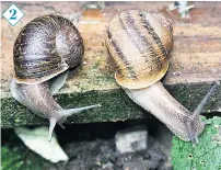  ??  ?? Jeremy, left, is introduced to Lefty from Ipswich who seems to find a green leaf more appealing