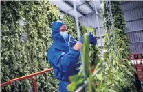  ??  ?? Puro site manager Winston Macfarlane hangs the top flower to dry at the drying facility in Kekerengu.