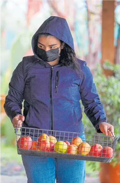  ??  ?? Right: Maricella Fuentes from the Climate Action Corps carries a basket of apples out to the Veggieluti­on community farm stand. The San Jose community garden takes up a corner of the 48-acre Emma Prusch Farm Park, which preserves the city’s rich agricultur­al heritage for visitors and locals alike.
ANDA CHU/STAFF