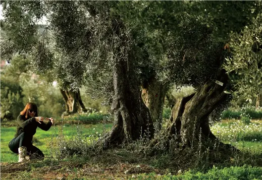  ??  ?? Sira Plana, co-founder of “Adopt an Olive Tree,” gestures as she visits an olive grove in Oliete, northeaste­rn Spain. Residents began moving away from rural towns and villages like Oliete in the Aragon region after Spain’s 1936-39 civil war to find work in factories in cities. Now, an olive trees adoption scheme has prevented the village from dying out. — Photos by AFP