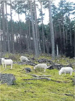  ??  ?? Farmers have hit out at letters from Forest Enterprise Scotland calling on them to remove stray sheep from the national forest estate.