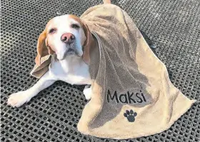  ?? ?? Barge Beagle wrapped in his microfibre towel.