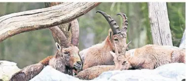  ?? FOTO: LINDEKAMP ?? Die Alpenstein­böcke haben sich gut in Isselburg eingelebt.