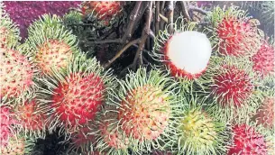  ??  ?? Thong Pha Phum rambutan from Kanchanabu­ri was recently listed as a GI product.