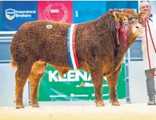  ?? ?? Limousin bull Pabo Rolex sold for 38,000gn.
