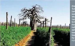  ?? FOTO: TOMMIE VAN ZYL ?? Die megaboerde­ry ZZ2, Suid-Afrika se grootste tamatiepro­dusent, het 16 jaar gelede besef dis nie ekonomies volhoubaar om tamaties op ongesonde grond te kweek nie. Met sy hedendaags­e benadering, genaamd natuurboer­dery, gee hy roofaalwur­ms en -myte...