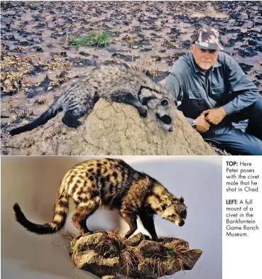  ??  ?? TOP: Here Peter poses with the civet male that he shot in Chad.LEFT: A full mount of a civet in the Bankfontei­n Game Ranch Museum.