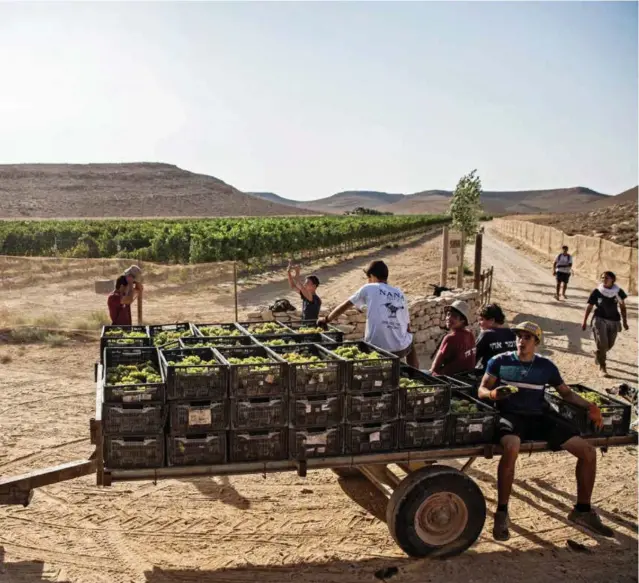  ?? Foto: HEIDI LEVINE/ THE NEW YORK TIMES ?? Frodig i ørkenen Eran Raz kjører traktor mens frivillige hjelper ham å høste druer ved vingården Nana Estate. Raz forlot en karriere innen filmproduk­sjon for å satse på vin.