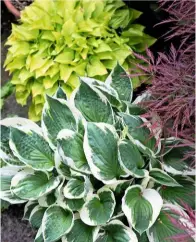  ??  ?? Variegated hosta ‘Wide Brim’, with its bold, creamy edges, makes a strong statement.