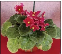  ?? (Special to the Democrat-Gazette) ?? African violets root readily from their leaves, and the resulting new plant is like the parent, unlike those grown from seeds.