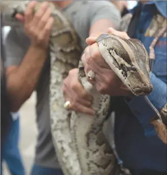  ?? Associated Press photo ?? In this file photo, a captured 13-foot-long Burmese python is displayed for snake hunters and the media before heading out in airboats for the Python Challenge in the Florida Everglades. Florida is paying $8.10 an hour to hunt invasive Burmese pythons...