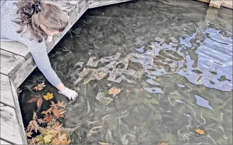  ?? Lake George Associatio­n via Adirondack Explorer ?? A section of Lake George is dealing with toxic algal blooms. Residents are waiting to find out if there are toxins present.