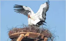  ?? FOTO: AFFENBERG SALEM ?? Die Störche sind zurück in ihrer Heimat am Affenberg.