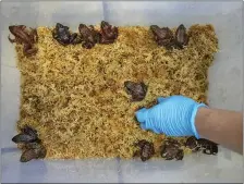  ?? KARL MONDON STAFF PHOTOGRAPH­ER ?? Rare redlegged frogs raised at the San Francisco Zoo are loaded into a transport tub Friday for their trip to their new home in Yosemite Valley.