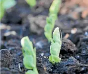  ?? PIXABAY ?? Peas may germinate in as little as six days but may take up to a fortnight in cooler conditions. Protect from slugs, snails, birds, rats and mice.