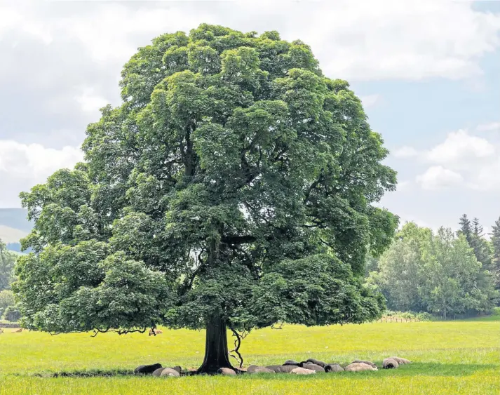  ?? ?? MULTI-TASKING: As well as boosting biodiversi­ty and helping to prevent run-off, trees can help reduce a business’s carbon footprint and provide shelter to livestock.