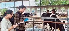Dung test to detect early pregnancy in cows, buffaloes | The Hindu ...