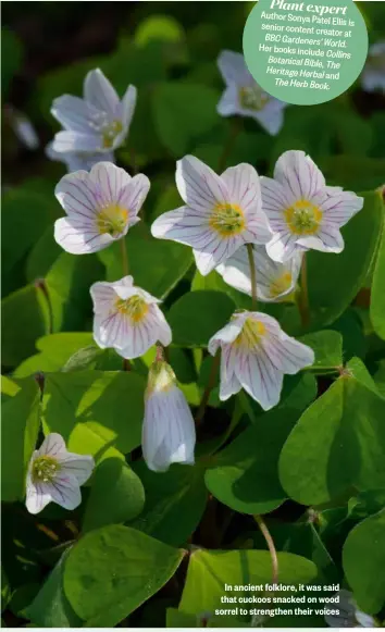  ?? ?? In ancient folklore, it was said that cuckoos snacked on wood sorrel to strengthen their voices