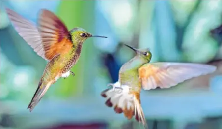  ?? ATLANTIC PRODUCTION­S PHOTO ?? Acrobatic hummingbir­ds are seen up close and in slow-motion during “Conquest of the Skies 3D.”