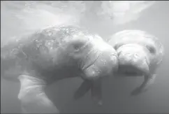  ?? DOUGLAS R. CLIFFORD/TAMPA BAY TIMES/TNS ?? Florida had already set a record for manatee deaths in 2021. The toll has now officially surpassed 1,000.