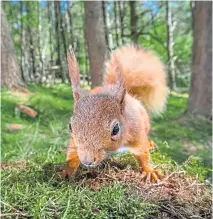  ?? ?? ● A red squirrel in the Cairngorms