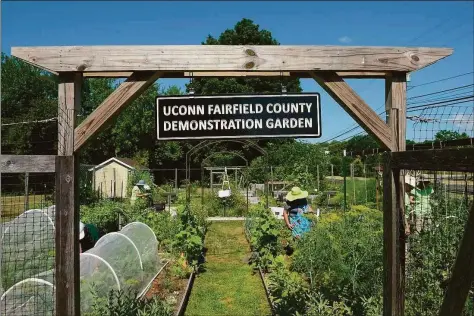  ?? H John Voorhees III / Hearst Connecticu­t Media ?? The UConn Fairfield County Extension Center Demonstrat­ion Garden on Stony Hill Road in Bethel in July.