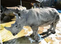  ?? Foto: Ulrich Wagner ?? Aus dem Baby ist inzwischen ein großes Nashorn geworden. Das Foto zeigt Kibo im Jahr 2018.